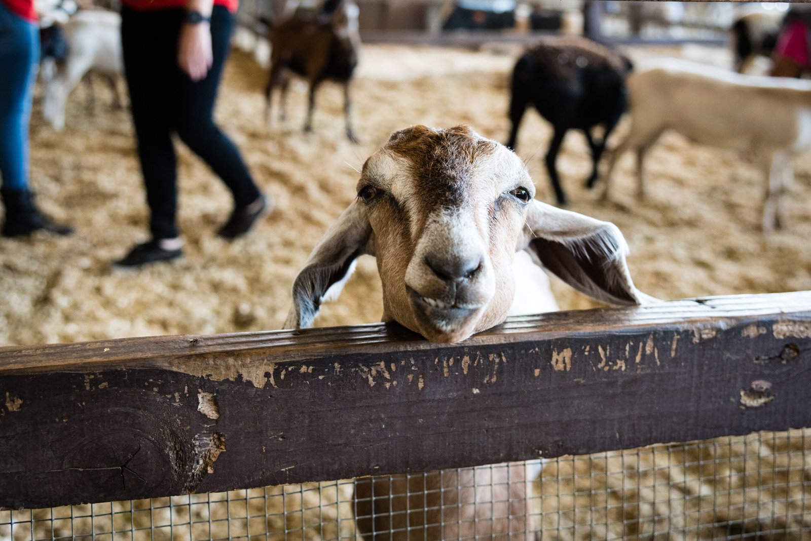 Goat inside petting pen
