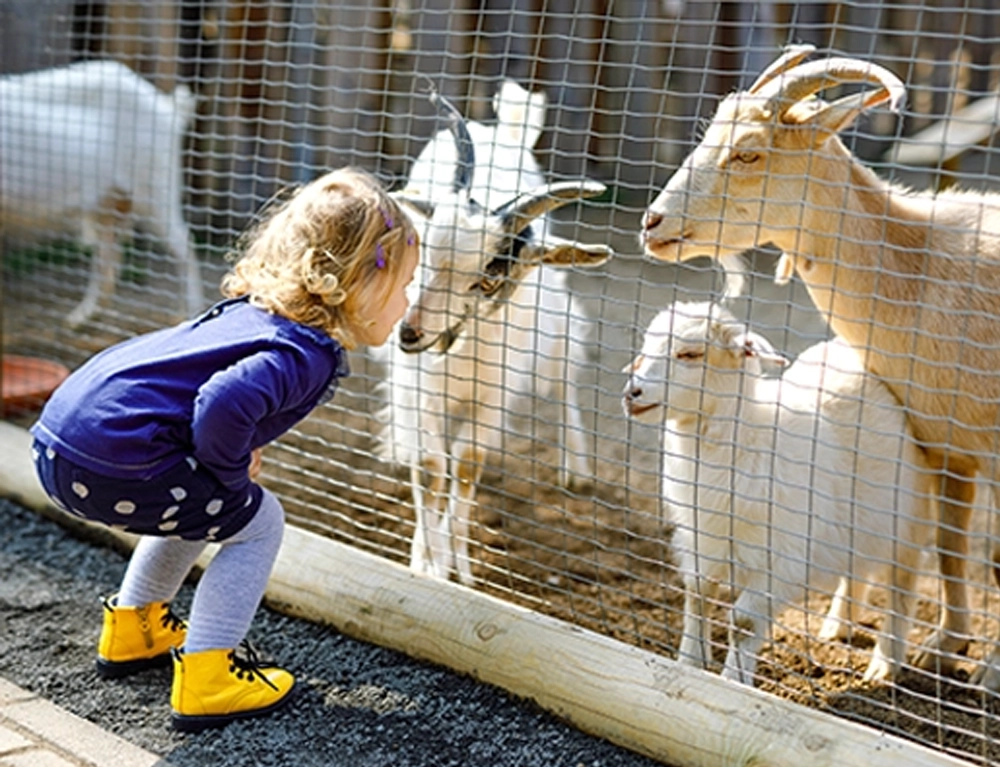 Grandpa's Farm Feature Image