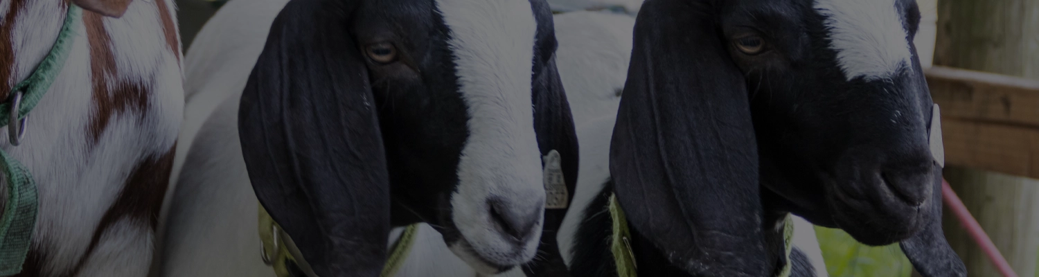 Livestock Banners Youth Goat Results