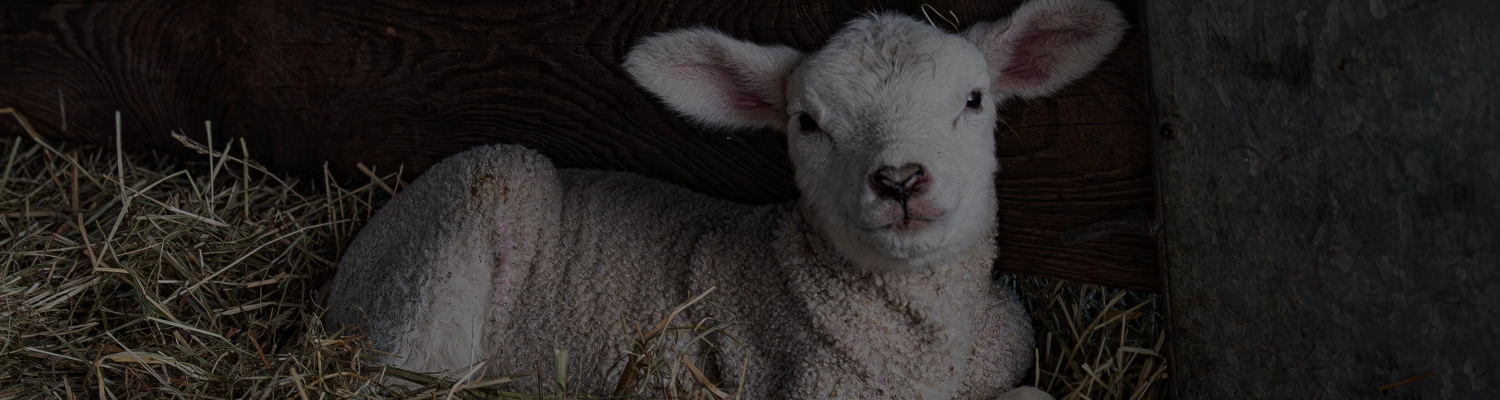 Livestock Banners Youth Sheep Results